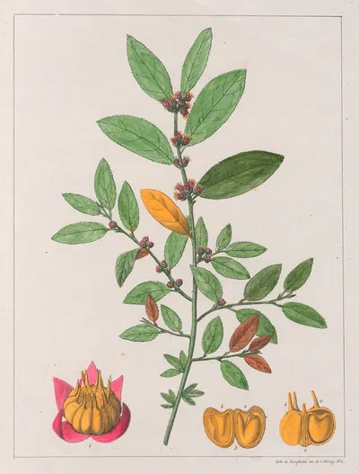Sida Carpinifolia by Auguste de Saint-Hilaire, 1824-1828 — digital art print download