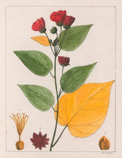 Abutilon Esculentum by Auguste de Saint-Hilaire, 1824-1828 — digital art print download