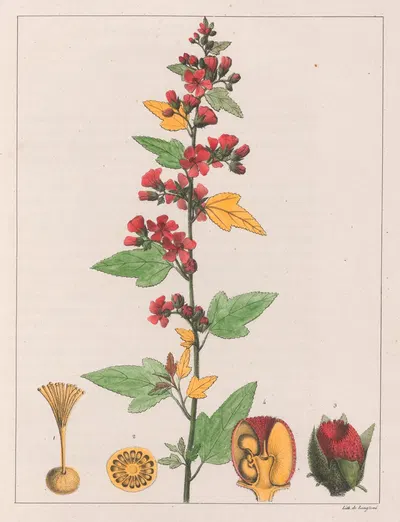 Sphoeralcea Cisplatina (V.A.) by Auguste de Saint-Hilaire, 1824-1828 — digital art print download