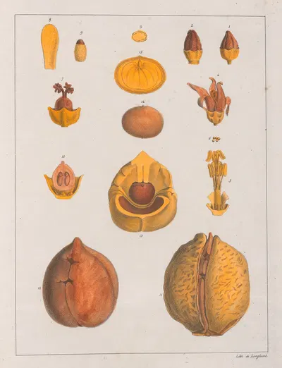 Anda Gomesii by Auguste de Saint-Hilaire, 1824-1828 — digital art print download