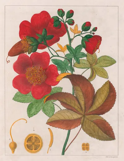 Cochlospermum Insigne by Auguste de Saint-Hilaire, 1824-1828 — digital art print download
