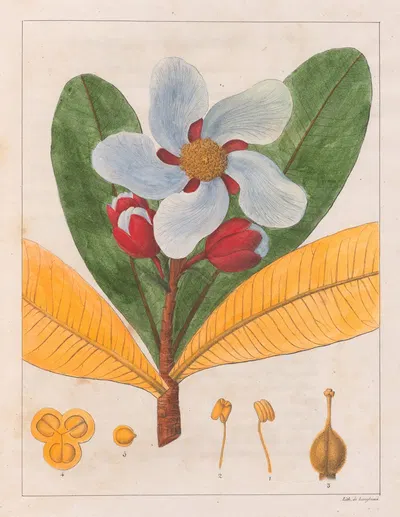 Kielmayera Speciosa (V.A.) by Auguste de Saint-Hilaire, 1824-1828 — digital art print download
