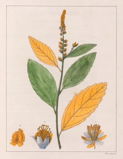 Croton Perdicipes by Auguste de Saint-Hilaire, 1824-1828 — digital art print download