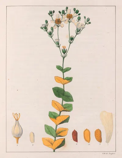 Hypericum Connatum by Auguste de Saint-Hilaire, 1824-1828 — digital art print download