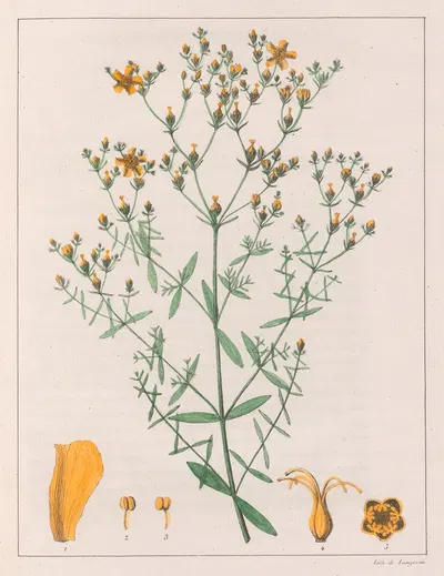 Hypericum Laxiusculum by Auguste de Saint-Hilaire, 1824-1828 — digital art print download