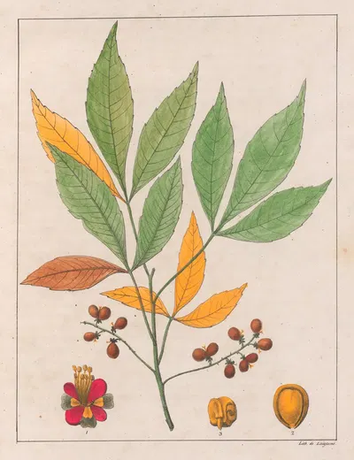 Schmidelia Edulis by Auguste de Saint-Hilaire, 1824-1828 — digital art print download