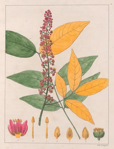 Sapindus Esculentus by Auguste de Saint-Hilaire, 1824-1828 — digital art print download