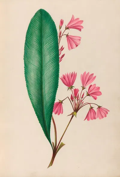 Drawings of tropical flowers and fruits, from South America Pl.01 by Charles Empson, 1830 — digital art print download