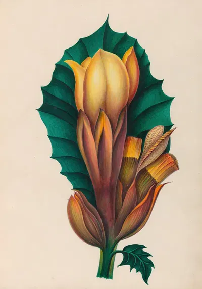 Drawings of tropical flowers and fruits, from South America Pl.02 by Charles Empson, 1830 — digital art print download