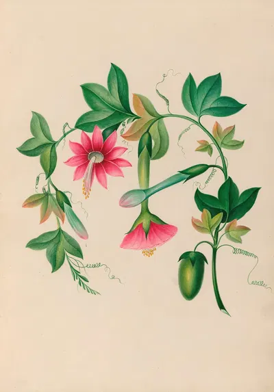 Drawings of tropical flowers and fruits, from South America Pl.03 by Charles Empson, 1830 — digital art print download