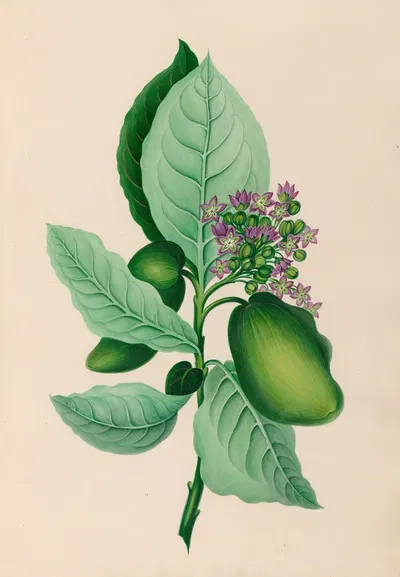 Drawings of tropical flowers and fruits, from South America Pl.04 by Charles Empson, 1830 — digital art print download