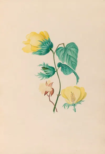 Drawings of tropical flowers and fruits, from South America Pl.05 by Charles Empson, 1830 — digital art print download