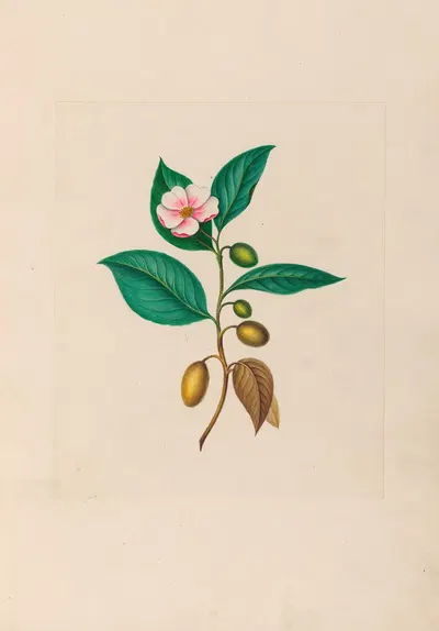 Drawings of tropical flowers and fruits, from South America Pl.06 by Charles Empson, 1830 — digital art print download