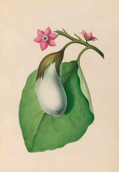 Drawings of tropical flowers and fruits, from South America Pl.07 by Charles Empson, 1830 — digital art print download