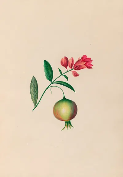 Drawings of tropical flowers and fruits, from South America Pl.08 by Charles Empson, 1830 — digital art print download