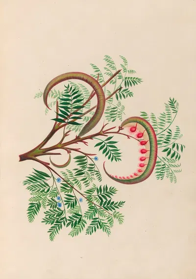 Drawings of tropical flowers and fruits, from South America Pl.09 by Charles Empson, 1830 — digital art print download