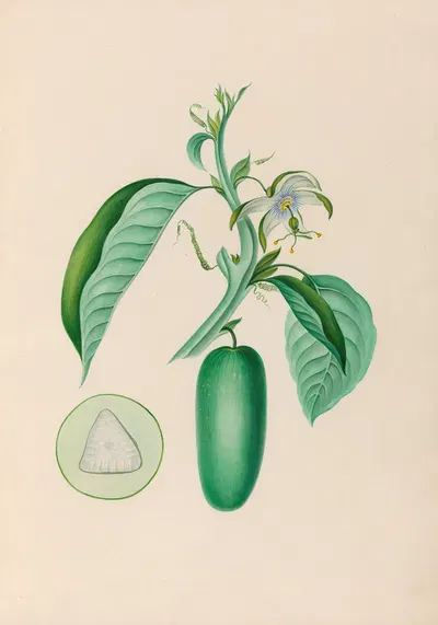 Drawings of tropical flowers and fruits, from South America Pl.10 by Charles Empson, 1830 — digital art print download