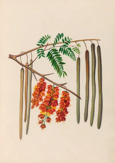 Drawings of tropical flowers and fruits, from South America Pl.11 by Charles Empson, 1830 — digital art print download