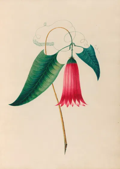 Drawings of tropical flowers and fruits, from South America Pl.12 by Charles Empson, 1830 — digital art print download