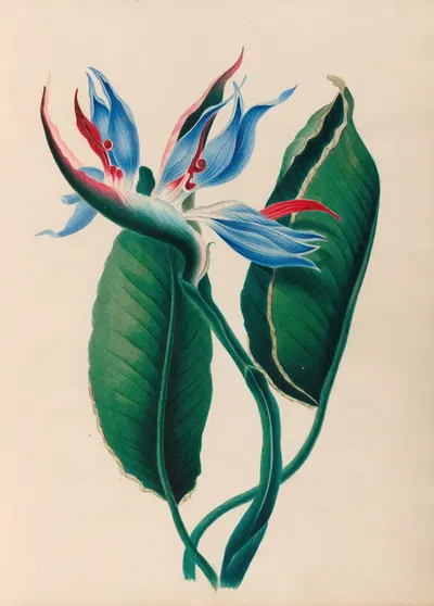 Drawings of tropical flowers and fruits, from South America Pl.13 by Charles Empson, 1830 — digital art print download