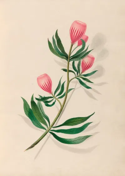 Drawings of tropical flowers and fruits, from South America Pl.14 by Charles Empson, 1830 — digital art print download
