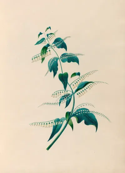 Drawings of tropical flowers and fruits, from South America Pl.15 by Charles Empson, 1830 — digital art print download