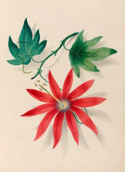 Drawings of tropical flowers and fruits, from South America Pl.16 by Charles Empson, 1830 — digital art print download