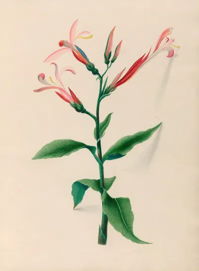 Drawings of tropical flowers and fruits, from South America Pl.17 by Charles Empson, 1830 — digital art print download