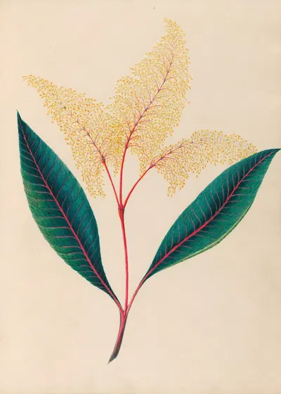 Drawings of tropical flowers and fruits, from South America Pl.18 by Charles Empson, 1830 — digital art print download