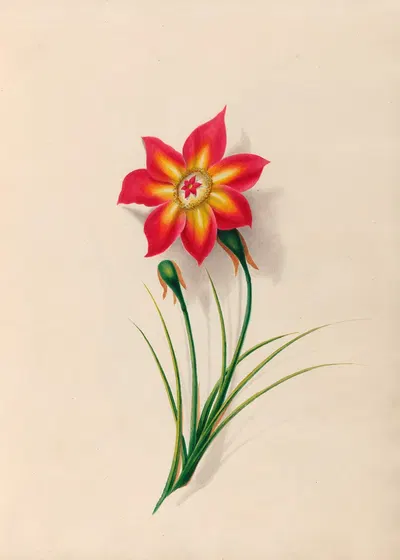 Drawings of tropical flowers and fruits, from South America Pl.19 by Charles Empson, 1830 — digital art print download