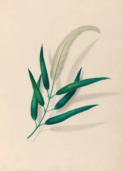 Drawings of tropical flowers and fruits, from South America Pl.20 by Charles Empson, 1830 — digital art print download