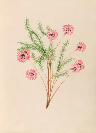 Drawings of tropical flowers and fruits, from South America Pl.21 by Charles Empson, 1830 — digital art print download
