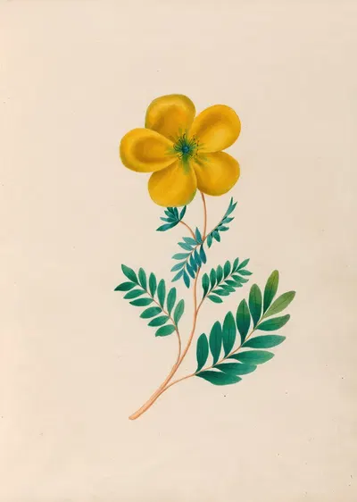 Drawings of tropical flowers and fruits, from South America Pl.22 by Charles Empson, 1830 — digital art print download