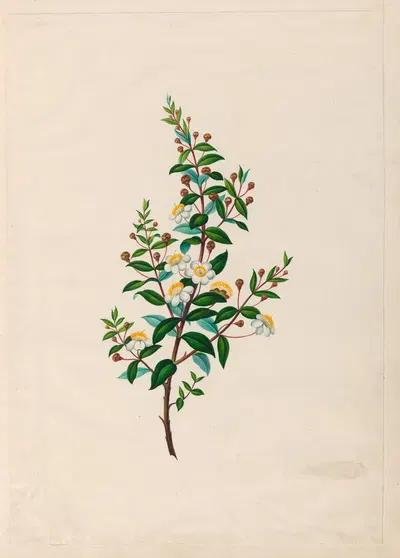 Drawings of tropical flowers and fruits, from South America Pl.23 by Charles Empson, 1830 — digital art print download