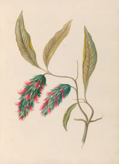 Drawings of tropical flowers and fruits, from South America Pl.24 by Charles Empson, 1830 — digital art print download