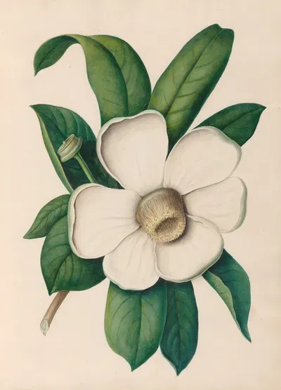 Drawings of tropical flowers and fruits, from South America Pl.25 by Charles Empson, 1830 — digital art print download