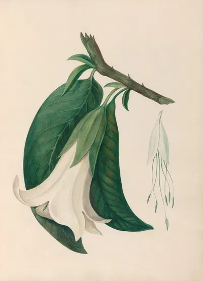 Drawings of tropical flowers and fruits, from South America Pl.26 by Charles Empson, 1830 — digital art print download