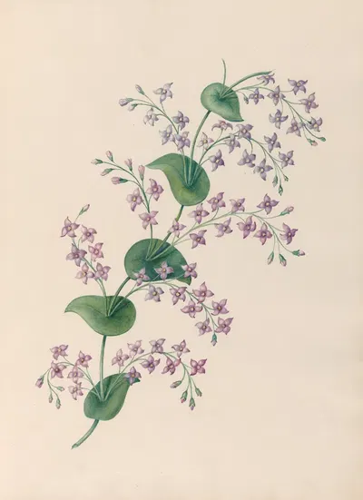 Drawings of tropical flowers and fruits, from South America Pl.27 by Charles Empson, 1830 — digital art print download