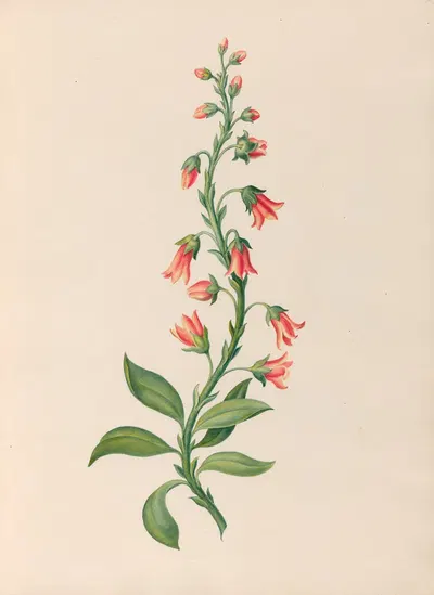 Drawings of tropical flowers and fruits, from South America Pl.28 by Charles Empson, 1830 — digital art print download