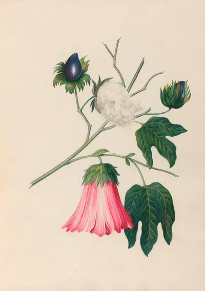 Drawings of tropical flowers and fruits, from South America Pl.29 by Charles Empson, 1830 — digital art print download