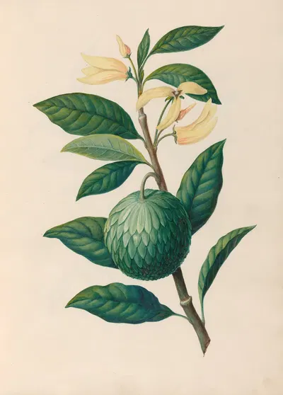 Drawings of tropical flowers and fruits, from South America Pl.30 by Charles Empson, 1830 — digital art print download