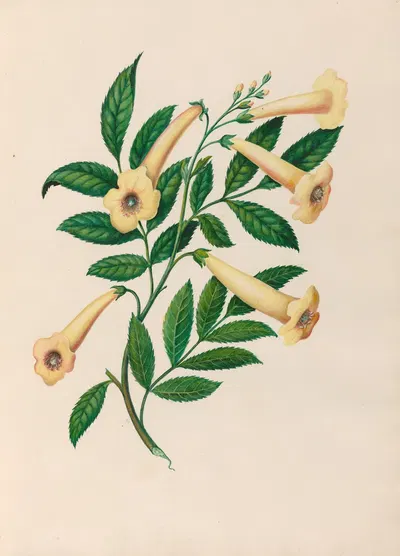 Drawings of tropical flowers and fruits, from South America Pl.31 by Charles Empson, 1830 — digital art print download