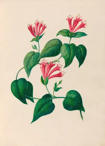 Drawings of tropical flowers and fruits, from South America Pl.32 by Charles Empson, 1830 — digital art print download