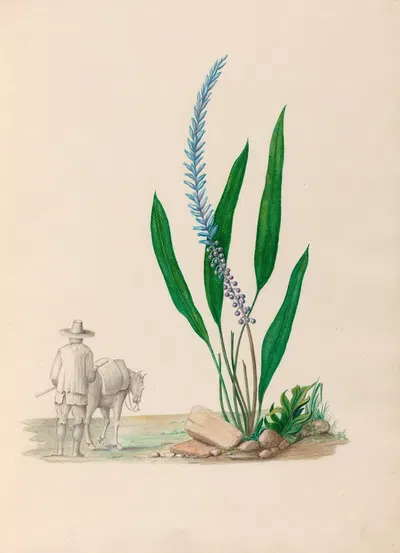 Drawings of tropical flowers and fruits, from South America Pl.33 by Charles Empson, 1830 — digital art print download