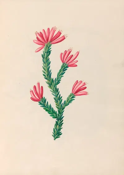 Drawings of tropical flowers and fruits, from South America Pl.34 by Charles Empson, 1830 — digital art print download