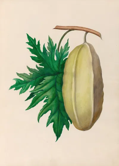 Drawings of tropical flowers and fruits, from South America Pl.35 by Charles Empson, 1830 — digital art print download