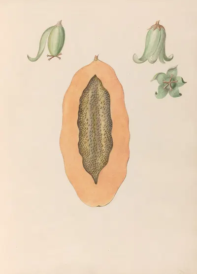 Drawings of tropical flowers and fruits, from South America Pl.36 by Charles Empson, 1830 — digital art print download