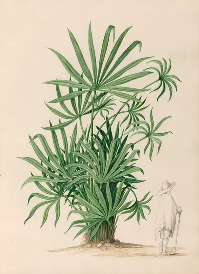 Drawings of tropical flowers and fruits, from South America Pl.37 by Charles Empson, 1830 — digital art print download