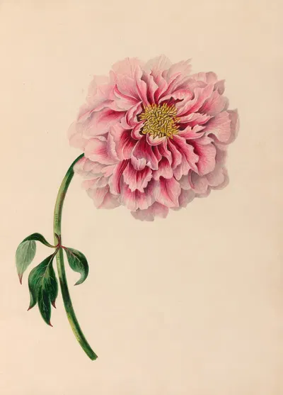 Drawings of tropical flowers and fruits, from South America Pl.38 by Charles Empson, 1830 — digital art print download