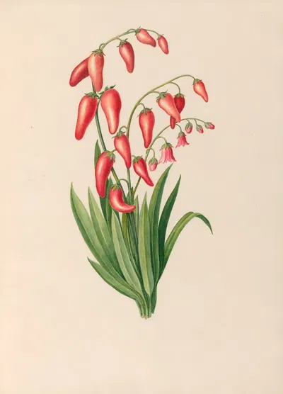 Drawings of tropical flowers and fruits, from South America Pl.39 by Charles Empson, 1830 — digital art print download